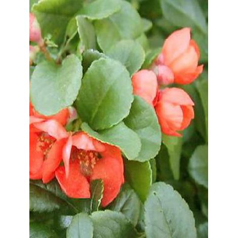Cognassier du Japon 'Sargentii' Pot de 3L/4L (1/3)