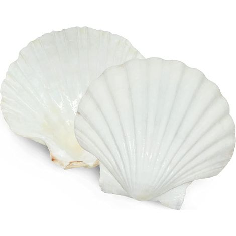 Set mit 6 Jakobsmuscheln zum Servieren, große, natürliche weiße Jakobsmuscheln, am Strand gesammelt, zur Dekoration und für kreative Hobbys.