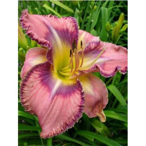 Lis d'un jour, Hémérocalle 'Mildred Mitchell' Godet de 8/9 cm