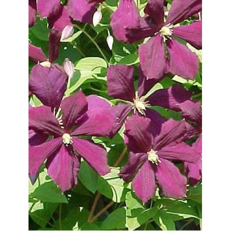 Clématite italienne 'Etoile Violette' Pot de 2L/3L (1/4)