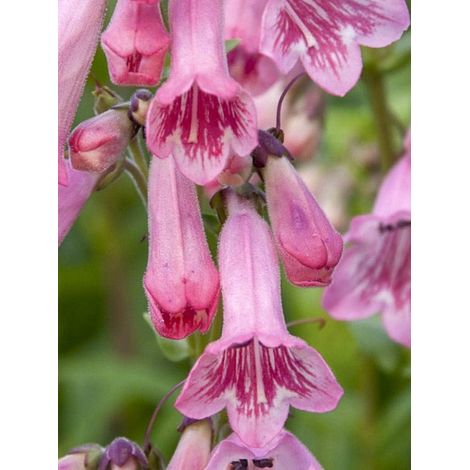 Galane 'Hewell Pink Bedder' Godet de 8/9 cm (1/3)