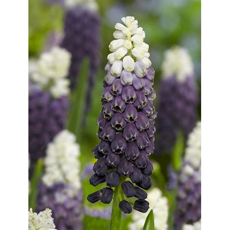 Muscari 'Grape Ice' Bulbe calibre 5+ (par 5) (1/2)