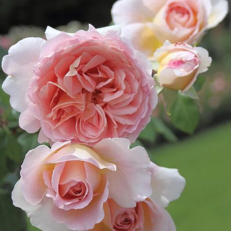 Rosier à grandes fleurs Boreale® 'Tan3025'/Pot de 5L - Touffe