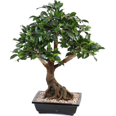 Bonsaï Ficus Artificiel H 55 cm D 60 cm en pot - dimhaut: H 55 cm - couleur: Vert