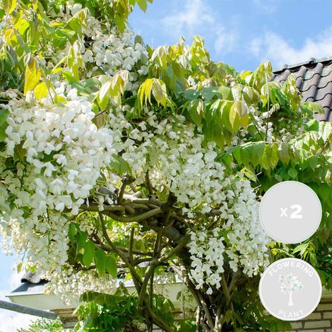Bloomique - Lot de 2 - Wisteria floribunda 'Alba' - Glycine blanche - Plantes grimpantes - Plantes de jardin - Rustiques - Hauteur 50-70 cm - Pot 15 cm