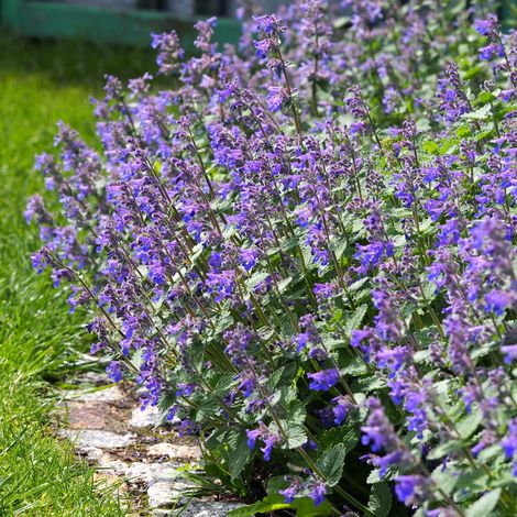 Bloomique - Lot de 3 - Nepeta Faassenii - Cataire - Fleurs bleues - Résistant à l'hiver - Hauteur 10-20 cm - Pot 9x9 cm