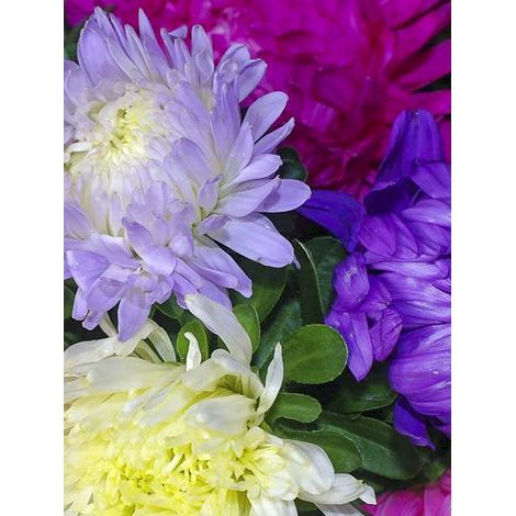 Reine-marguerite 'American Branching Mix' le sachet de 300 graines environ (0,8g) (1/2)