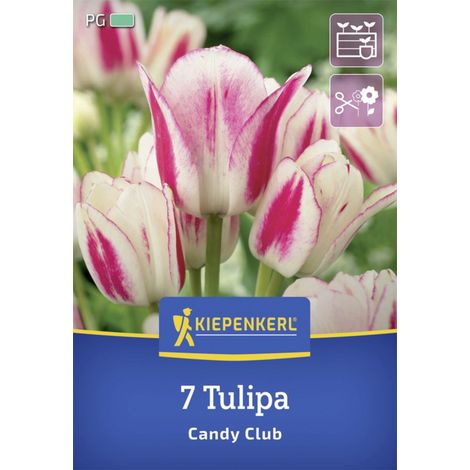 Kiepenkerl Herbstblumenzwiebel Mehrblütige Tulpe Candy Club 7 Stück (1/2)
