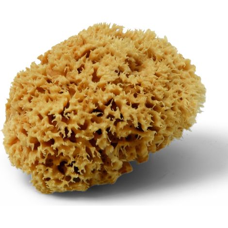 Eponge naturelle 12/14cm - SCHULLER - 40830