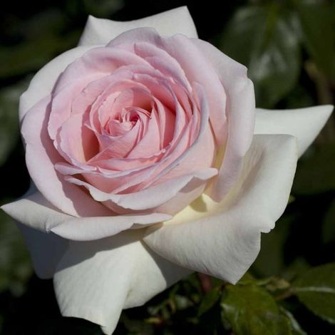 Gardenaria Rosa 'Prince Jardinier' - Rosa da giardino - Altezza: 30/40 cm (vaso22) (1/2)