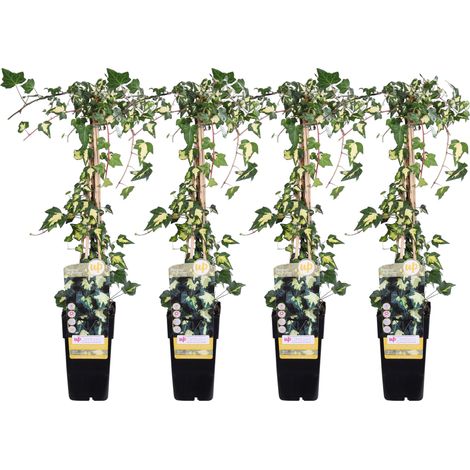 Lot de 4 Lierres de Colchide 'Dentata Variegata' Plante Grimpante Persistante H65cm Ø15cm - PANGIVO