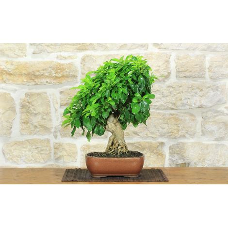 Bonsai di Durantha (15) (1/5)