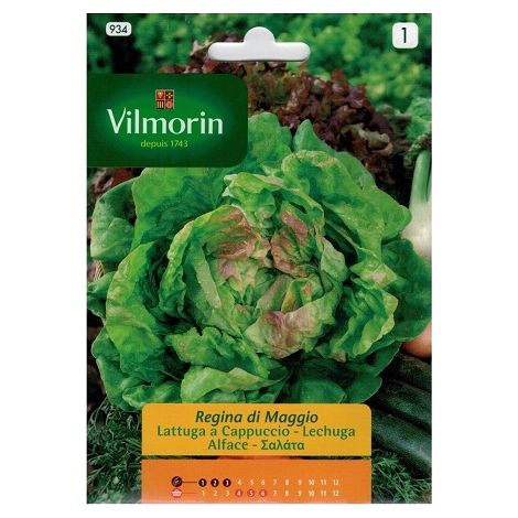 Graines de laitue Queen of May Vilmorin 7g