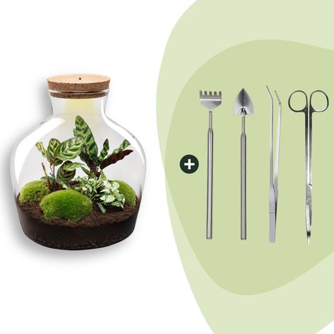 Kit Terrarium Plante DIY avec Lumière Écosystème Autonome Ø 29 x 30 cm - PANGIVO (1/3)