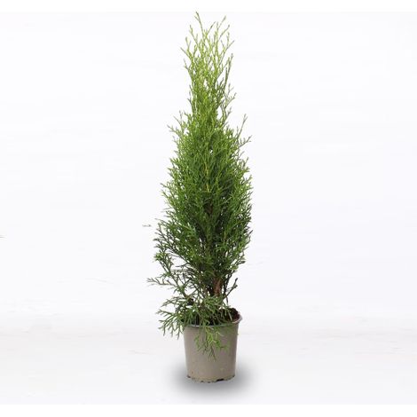 Tuia smeraldo "Thuja occidentalis Smaragd" pianta da siepe sempreverde in vaso 9 cm