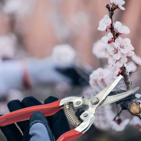 Sécateur coudé avec lame tranchante en acier inoxydable et manche en plastique, sécateur à main rouge pour le jardinage (1/5)