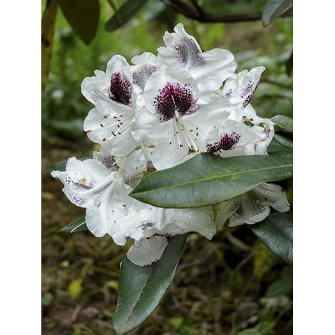 Rhododendron 'Sappho' Pot de 4L/5L (1/5)