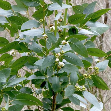 Eucalyptus kitsoniana - Gommier du Gippsland  Pot de 4L/5L, Pot anti-chignon
