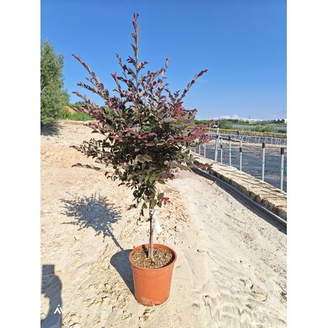 LOROPETALUM CHINENSE FEDE ALB.24 1/4 FUSTO