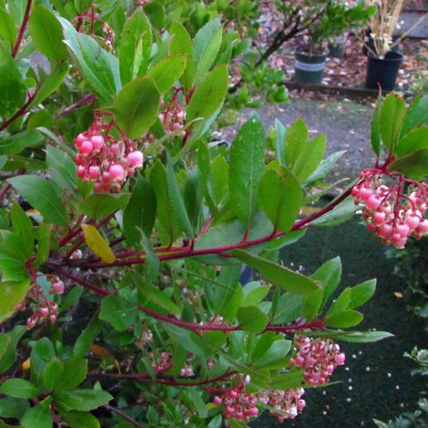Arbre à fraises - Arbutus unedo 'Compacta' - 40-50 cm pot