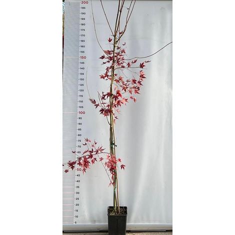 PIANTA DI ACER PALMATUM  IN VASO 16X16 CM ALTEZZA 180/200 CM  (foto reali)