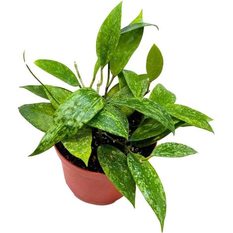 Hoya "Rangsan" H 14 cm