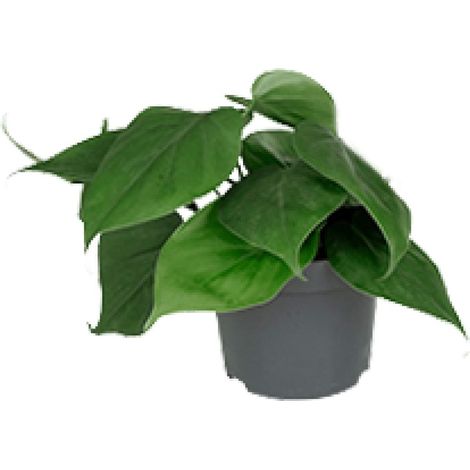 Philodendron Scandens - Plante Verte d'Intérieur Décorative - Pot Ø12 cm - Hauteur 20 cm - PANGIVO (1/4)