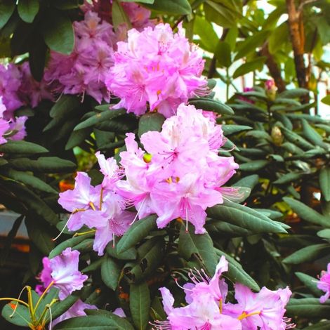 Pépinières Naudet – Rhododendron 'Bouquet de Flore' – Arbuste caduc de 1 à 2m – Fleurs roses au printemps – Exposition mi-ombre à soleil (1/3)
