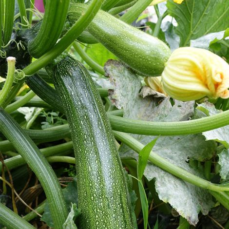 3 Plants Courgette Astia F1 en Pot. . Marque : Serres Desrumaux. Réf. : 2CAST105