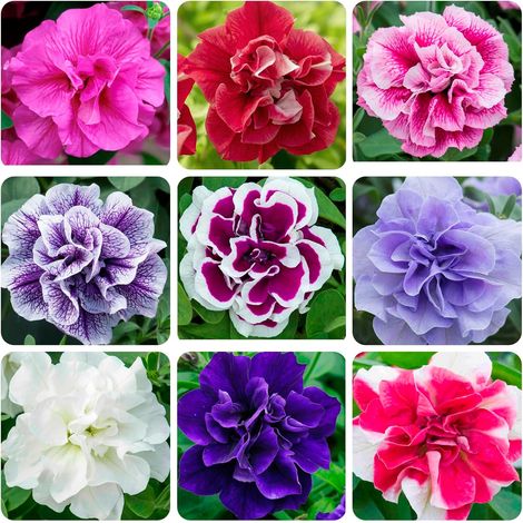10000 Graines de Pétunia Vivace Double Fleur – Mix Décoratif Longue Floraison pour Plantation Jardin Extérieur Non OGM (1/5)