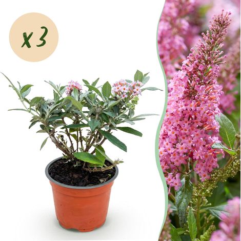 Arbre aux papillons Buddleja davidii Butterfly Candy Little Pink Rose Lot de 3 Plantes Pot 12cm - PANGIVO (1/5)