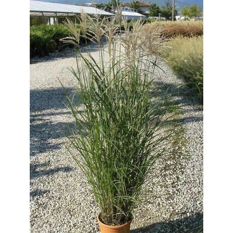 Gardenaria Miscanthus sinensis 'Ferner Osten' - Graminacea ornamentale da esterno - Altezza: 60 cm (vaso 17)
