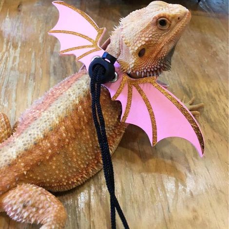 Set aus pinkfarbenen Reptilienleinen - Geeignet für den täglichen Einsatz im Freien mit Ihren Reptilien (Bartagamen, Echsen usw.). (1/5)