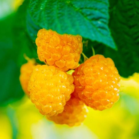 Framboisier 'Fallgold' (Rubus idaeus 'Fallgold') (1/3)