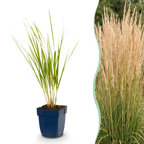 Graminée Calamagrostis Karl Foerster Vivace de Jardin avec Plumeaux Vert Lot de 24 Plantes (1/5)
