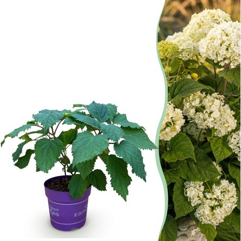 Hortensia Arbustif Hydrangea arborescens Blanc Rustique - Pot 14cm - 20-30cm - PANGIVO (1/5)