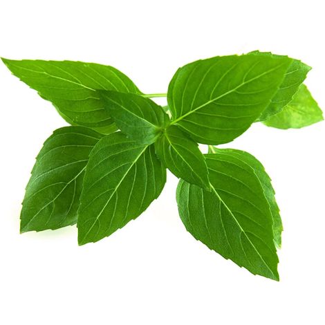 Click and Grow - Smart Garden Refill 3-pack Thai Basil