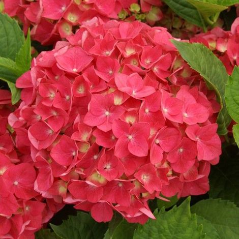 Hortensia  - Hydrangea macrophylla 'Leuchtfeuer'  - 25-30 cm pot
