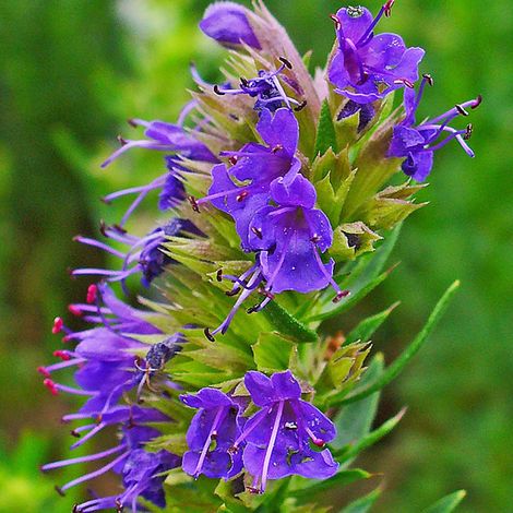 4 x Hysope officinale - Hyssopus officinalis - godet 9x9 cm