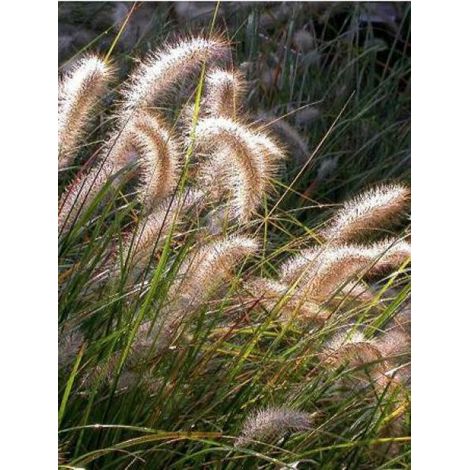 Herbe aux écouvillons 'Cassian' Godet de 8/9 cm (1/2)