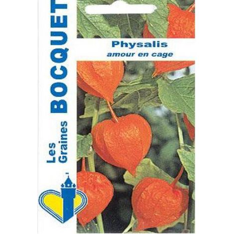 Amour en cage 'Lanterne chinoise' le sachet de 700 graines (0,8g)