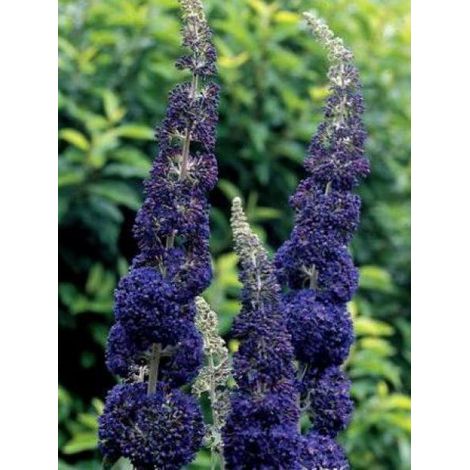 Arbre aux papillons 'Adonis Blue'® Pot de 3L/4L (1/2)