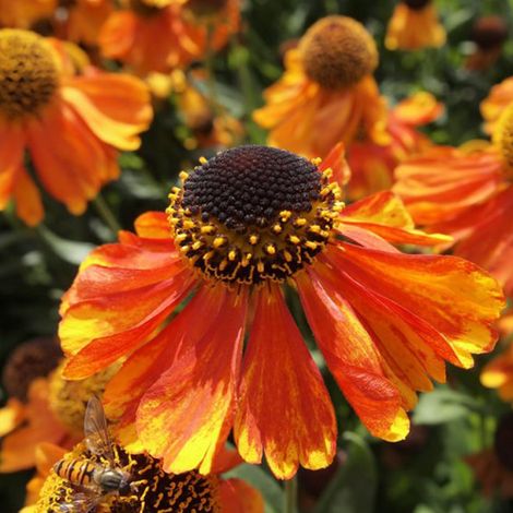 4 x Hélénie - Helenium 'Sahin's Early Flowerer' - godet 9x9 cm (1/5)