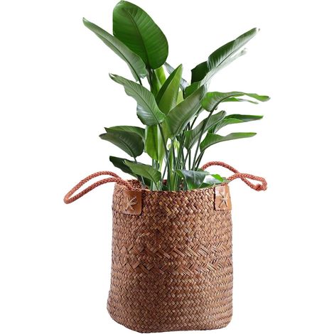 Woven Basketball, Handmade, Seagrass Organiser, 35.7/22.4/21.1 Inches, Boho Bread Fruit, Natural Rustic Aesthetic, Counter Storage for Kitchen, Table, Orange, White and Coffee (1/5)