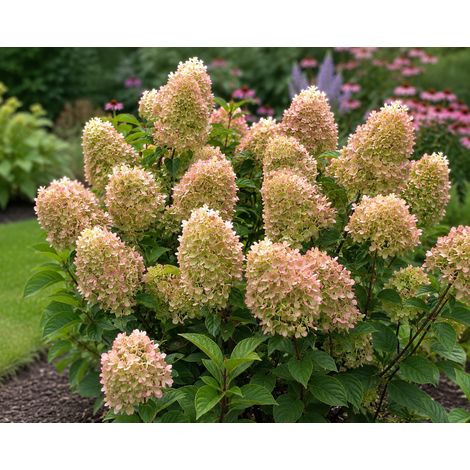 Gardenaria Ortensia - Hydrangea Paniculata 'Graffiti' - Pianta acidofila ornamentale da esterno - Altezza: 40/50 cm (vaso19) (1/2)
