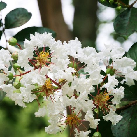 Lilas des Indes Kimono, Lagerstroemia/Pot de 3L - Touffe