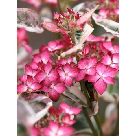 Hortensia 'Euphoria Pink' Pot de 3L/4L (1/2)