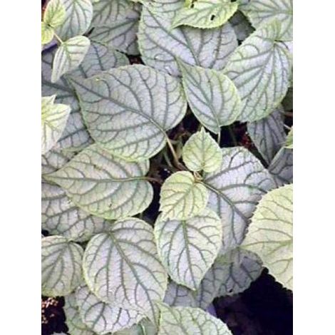 Schizophragma hydrangeoides 'Moonlight' Pot de 2L/3L (1/2)