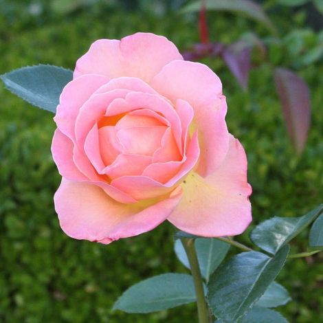 Rosier à grandes fleurs Elle Pot de 4L/5L (1/2)