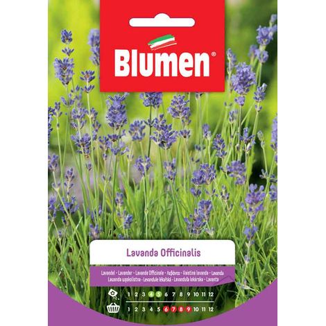 SEMI LAVANDA OFFICINALIS